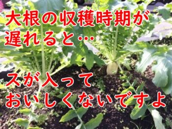大根の収穫時期