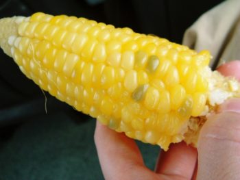 トウモロコシを握る